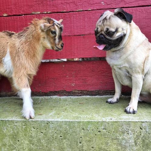 Pug and Baby Goat