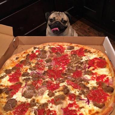 Pug and Pizza