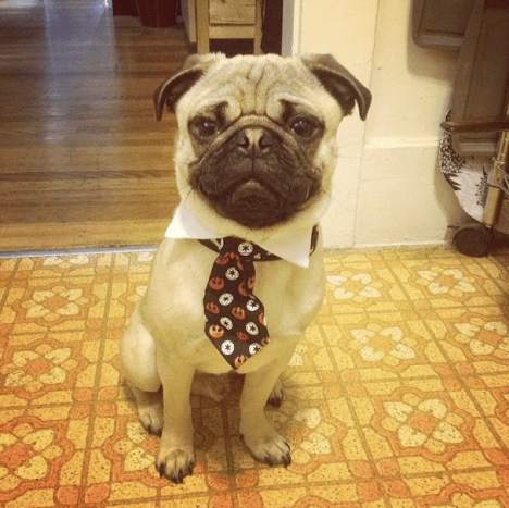 Confident Pug