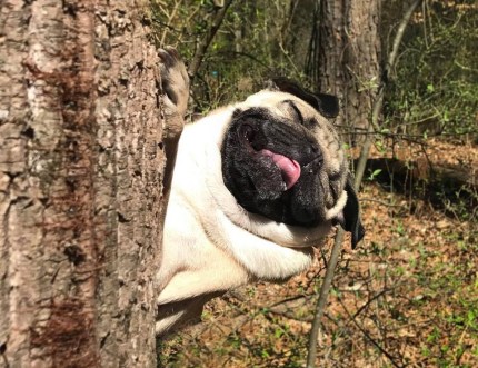 A stress-free life is a happy life