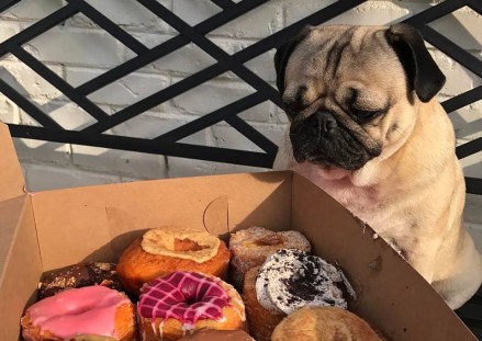 Everything needs a replacement. Why diets fail...